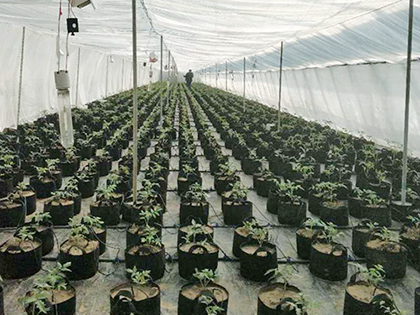 Grow Bag